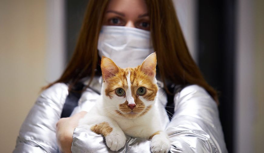 В РФ разработали первую в мире вакцину от COVID-19 для животных